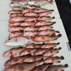 オーフリー 釣果