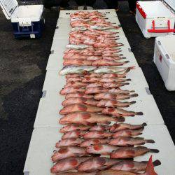 オーフリー 釣果