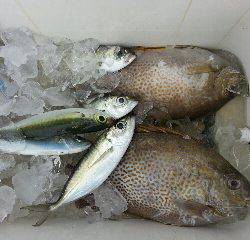 本部釣りイカダ 釣果