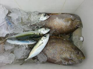 本部釣りイカダ 釣果