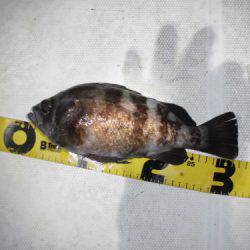 ルアー船マヒマヒ 釣果