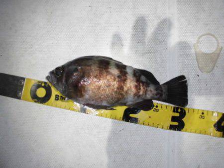 ルアー船マヒマヒ 釣果