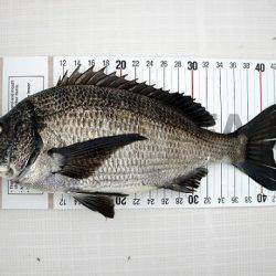 フルコンタクト 釣果