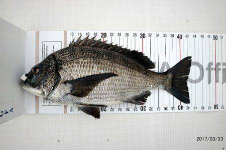 フルコンタクト 釣果