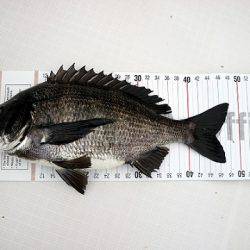 フルコンタクト 釣果