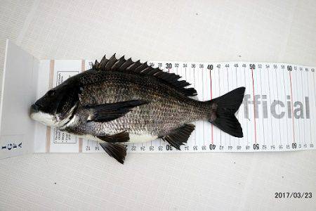 フルコンタクト 釣果