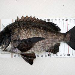 フルコンタクト 釣果