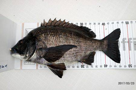 フルコンタクト 釣果