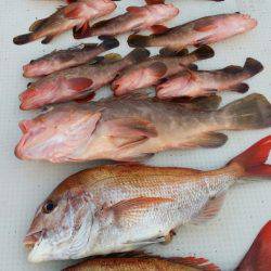 オーフリー 釣果