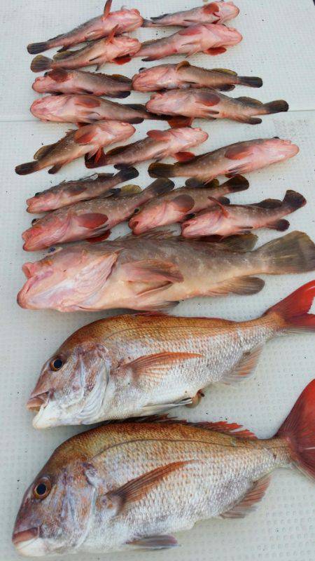 オーフリー 釣果