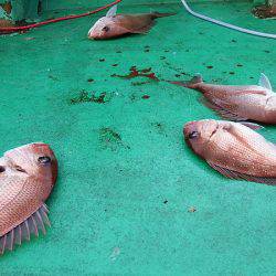 第三むつりょう丸 釣果