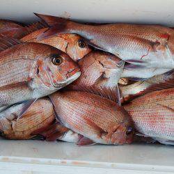 第三むつりょう丸 釣果