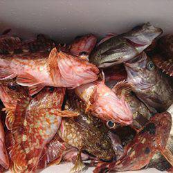 松本釣船２ 釣果