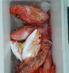 長栄丸(静岡) 釣果