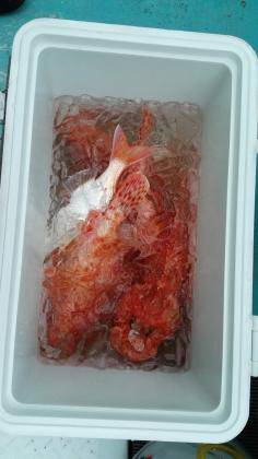 長栄丸(静岡) 釣果