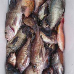 オーフリー 釣果