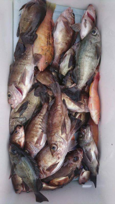 オーフリー 釣果