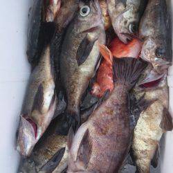 オーフリー 釣果