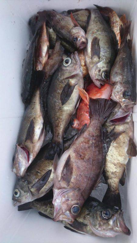 オーフリー 釣果