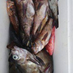 オーフリー 釣果