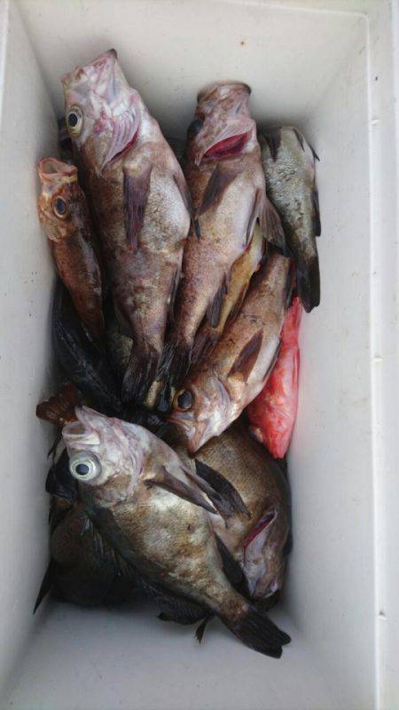 オーフリー 釣果