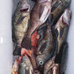 オーフリー 釣果