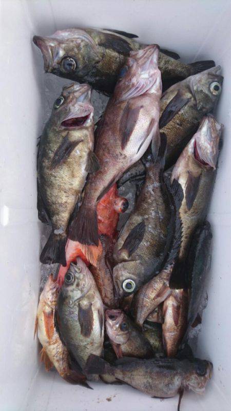 オーフリー 釣果