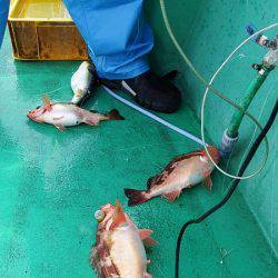 第三むつりょう丸 釣果