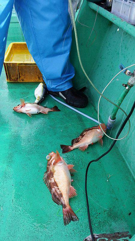 第三むつりょう丸 釣果