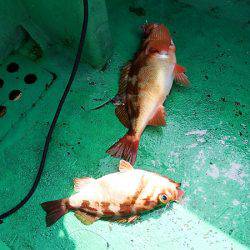 第三むつりょう丸 釣果