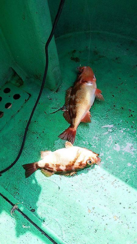 第三むつりょう丸 釣果