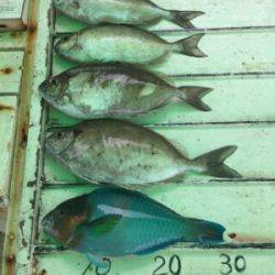 本部釣りイカダ 釣果