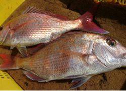 利弥丸（としやまる） 釣果