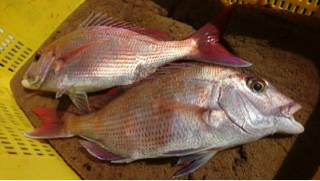 利弥丸（としやまる） 釣果