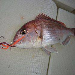 松本釣船２ 釣果