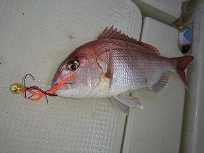 松本釣船２ 釣果