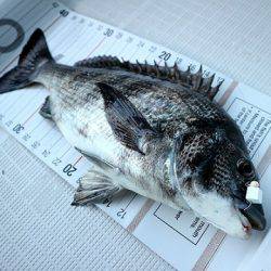 フルコンタクト 釣果