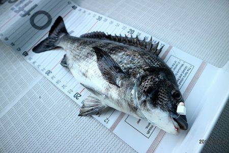 フルコンタクト 釣果