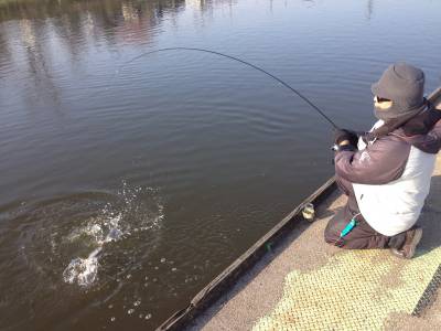 吉羽園 釣果