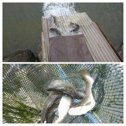 みどりフィッシングエリア 釣果