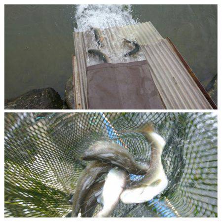 みどりフィッシングエリア 釣果