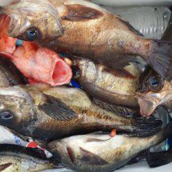 オーフリー 釣果