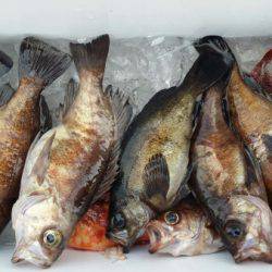 オーフリー 釣果