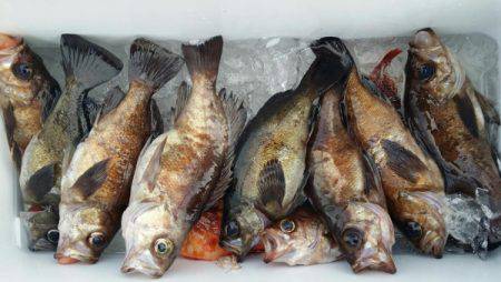 オーフリー 釣果