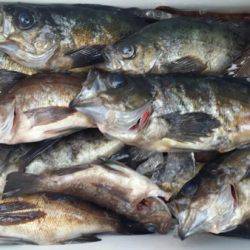 オーフリー 釣果