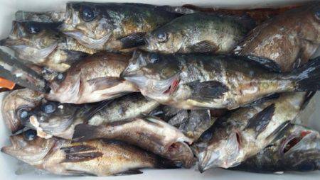 オーフリー 釣果