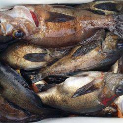 オーフリー 釣果