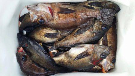 オーフリー 釣果