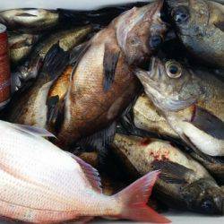 オーフリー 釣果