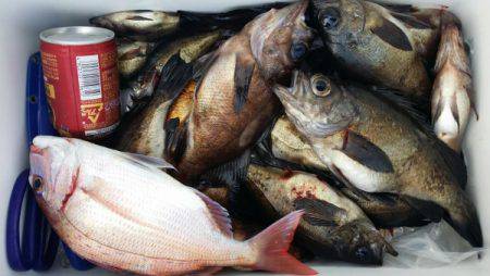 オーフリー 釣果